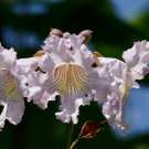 Manchurian Catalpa Catalpa bungei 100 Seeds