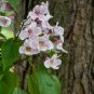 Manchurian Catalpa Catalpa bungei 100 Seeds