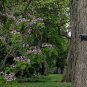 Manchurian Catalpa Catalpa bungei 100 Seeds