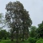 Manchurian Catalpa Catalpa bungei 100 Seeds