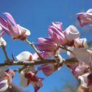 Desert Ironwood Olneya tesota 10 Seeds