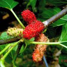 White Mulberry Morus alba 100 Seeds White Mulberry Morus alba 100 Seeds