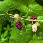 White Mulberry Morus alba 100 Seeds