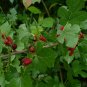 White Mulberry Morus alba 100 Seeds