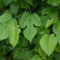 White Mulberry Morus alba 100 Seeds