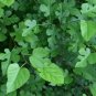 White Mulberry Morus alba 100 Seeds