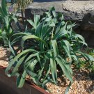 Rattlesnake Master Eryngium yuccifolium 100 Seeds Rattlesnake Master Eryngium yuccifolium 100 Seeds