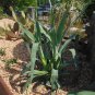 Rattlesnake Master Eryngium yuccifolium 100 Seeds