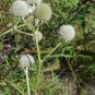 Rattlesnake Master Eryngium yuccifolium 100 Seeds