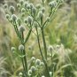Rattlesnake Master Eryngium yuccifolium 100 Seeds