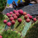 Prickly Pear Opuntia ficus-indica 100 Seeds
