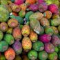 Prickly Pear Opuntia ficus-indica 100 Seeds