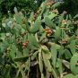 Prickly Pear Opuntia ficus-indica 100 Seeds