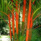 Sealing Wax Palm Cyrtostachys renda 20 Seeds