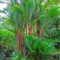 Sealing Wax Palm Cyrtostachys renda 20 Seeds