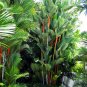 Sealing Wax Palm Cyrtostachys renda 20 Seeds