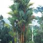 Sealing Wax Palm Cyrtostachys renda 20 Seeds