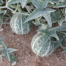 Coyote Gourd Cucurbita palmata 20 Seeds