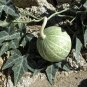 Coyote Gourd Cucurbita palmata 20 Seeds