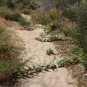 Coyote Gourd Cucurbita palmata 20 Seeds