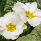 White Primrose 100 Seeds Primula acaulis White Primrose 100 Seeds Primula acaulis