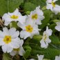 White Primrose 100 Seeds Primula acaulis