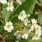 White Primrose 100 Seeds Primula acaulis