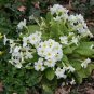 White Primrose 100 Seeds Primula acaulis