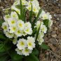 White Primrose 100 Seeds Primula acaulis