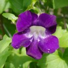 Climbing Snapdragon 100 Seeds Asarina scandens Climbing Snapdragon 100 Seeds Asarina scandens
