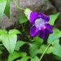 Climbing Snapdragon 100 Seeds Asarina scandens