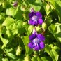 Climbing Snapdragon 100 Seeds Asarina scandens