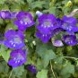 Climbing Snapdragon 100 Seeds Asarina scandens