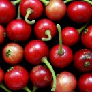 Jamaican Cherry Muntingia calabura 100 Seeds Jamaican Cherry Muntingia calabura 100 Seeds