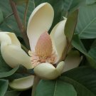 Chinese Evergreen Magnolia 5 Seeds Magnolia delavayi Chinese Evergreen Magnolia 5 Seeds Magnolia delavayi