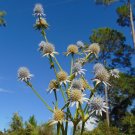 Marsh Rattlesnake Master Eryngium aquaticum 100 Seeds Marsh Rattlesnake Master Eryngium aquaticum 100 Seeds
