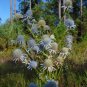 Marsh Rattlesnake Master Eryngium aquaticum 100 Seeds