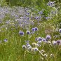 Marsh Rattlesnake Master Eryngium aquaticum 100 Seeds