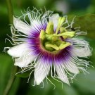 Passion Fruit Purple Granadilla Passiflora edulis 100 Seeds Passion Fruit Purple Granadilla Passiflora edulis 100 Seeds