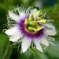 Passion Fruit Purple Granadilla Passiflora edulis 100 Seeds