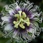 Passion Fruit Purple Granadilla Passiflora edulis 100 Seeds