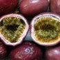 Passion Fruit Purple Granadilla Passiflora edulis 100 Seeds