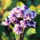 Frogfruit Groundcover 50 Seeds Phyla nodiflora
