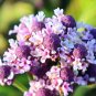 Frogfruit Groundcover 50 Seeds Phyla nodiflora