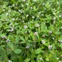 Frogfruit Groundcover 50 Seeds Phyla nodiflora