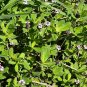 Frogfruit Groundcover 50 Seeds Phyla nodiflora