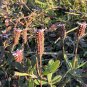 Frogfruit Groundcover 50 Seeds Phyla nodiflora