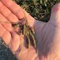 Frogfruit Groundcover 50 Seeds Phyla nodiflora