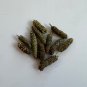 Frogfruit Groundcover 50 Seeds Phyla nodiflora
