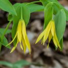 Bellwort Uvularia grandiflora 10 Seeds Bellwort Uvularia grandiflora 10 Seeds